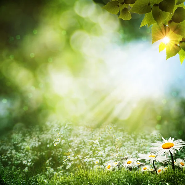 Abstraktní letní pozadí s květy sedmikrásky — Stock fotografie