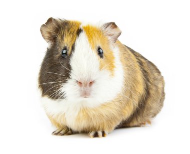 Guinea clipart