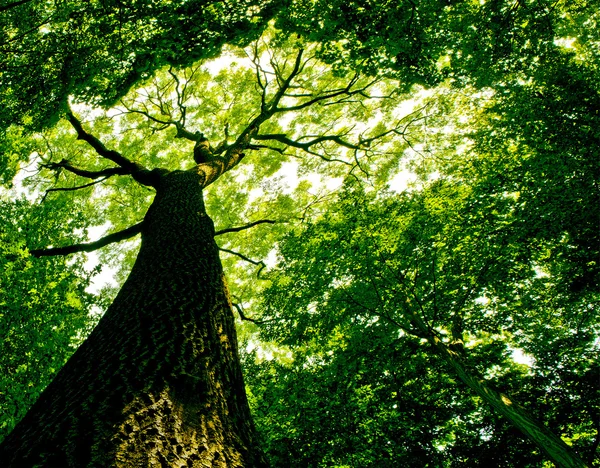 Árbol natural. camino en el bosque con fondos de luz solar . — Foto de Stock