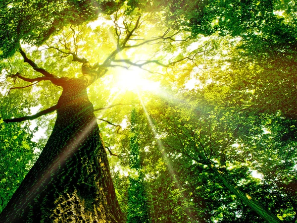 Drzewo natury. ścieżka w lesie ze światłem słonecznym. — Zdjęcie stockowe