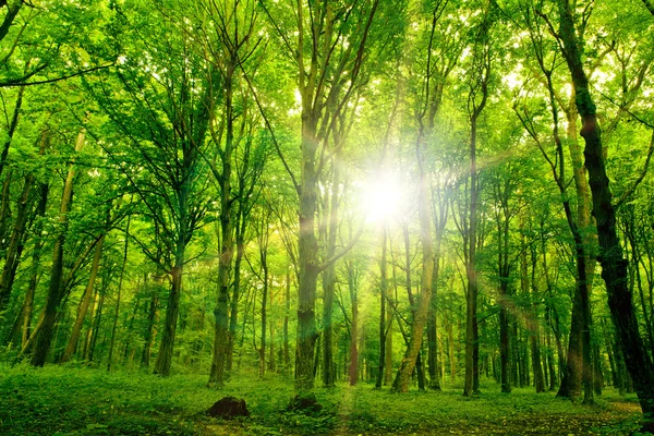 Naturträd. gångväg i skogen med solljus bakgrund. — Stockfoto