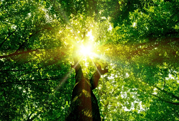 自然树。有阳光背景的森林中的路径. — 图库照片