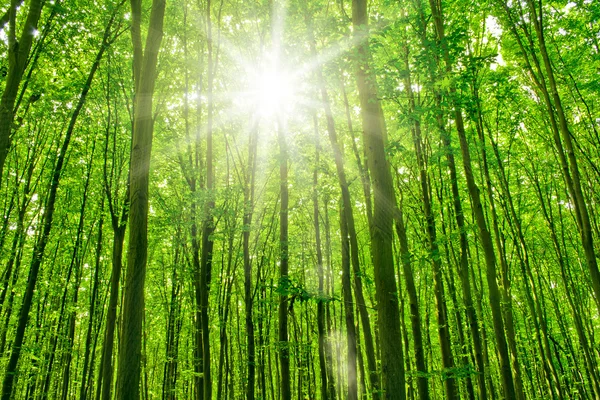 Дерево природы. путь в лесу с солнечным фоном . — стоковое фото