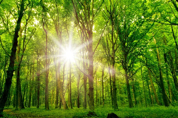 Strom přírody. stezka v lese se slunečním světlem pozadí. — Stock fotografie