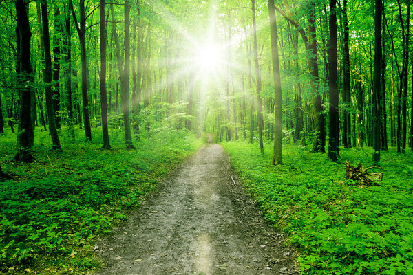 Nature. pathway in the forest with sunlight