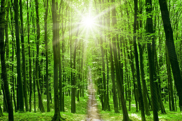 Nature. pathway in the forest with sunlight