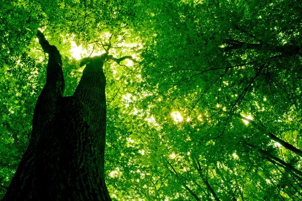 Metsä — kuvapankkivalokuva