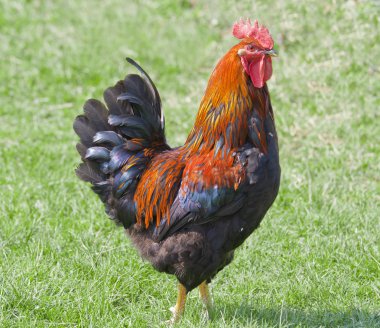 Rooster clipart