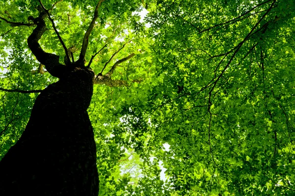 Bos bomen — Stockfoto