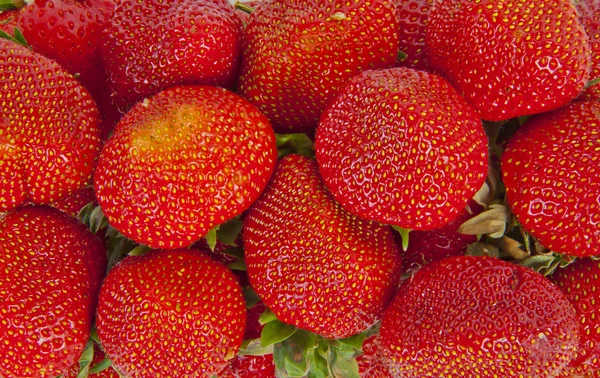 लाल स्ट्रॉबेरी — स्टॉक फ़ोटो, इमेज