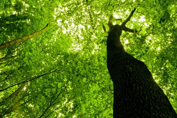 Metsä — kuvapankkivalokuva