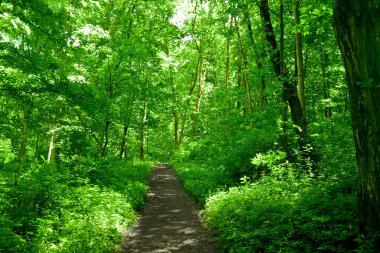 Doğa. güneş ışığı ile orman yolu