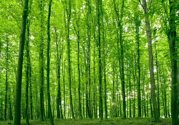 Sonnenlicht in den Bäumen des grünen Sommerwaldes — Stockfoto