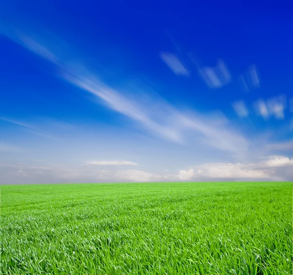 草の野と完璧な空 — ストック写真