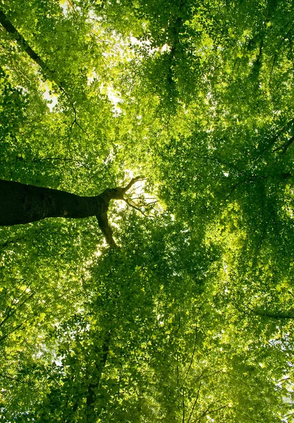 Solljus i träd av grön sommarskog — Stockfoto