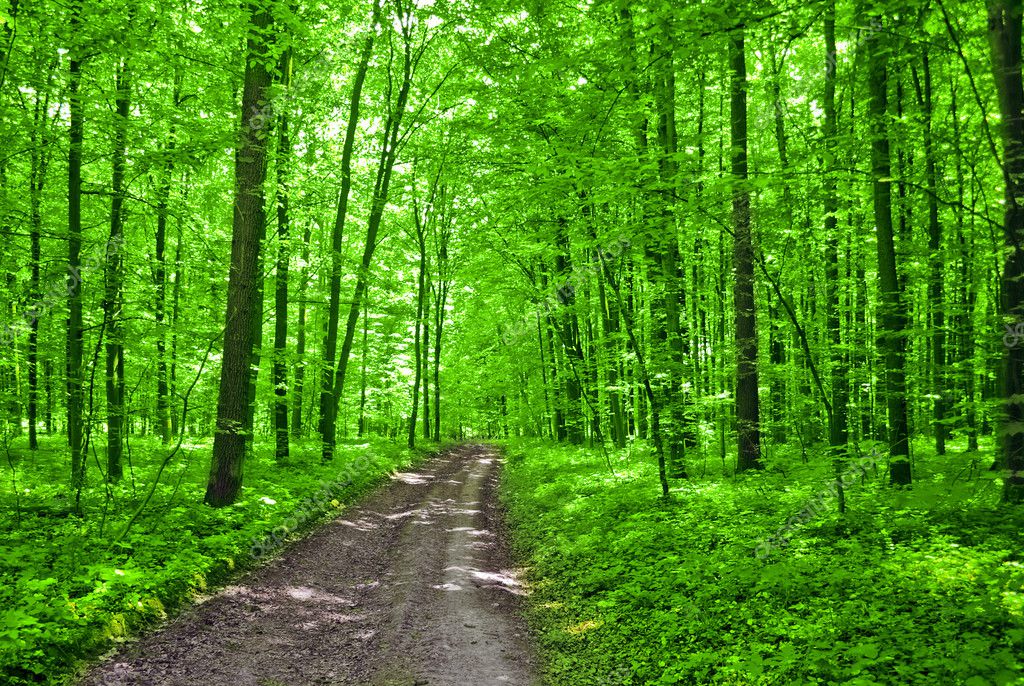 Nature. pathway in the forest with sunlight — Stock Photo © vovan13 ...