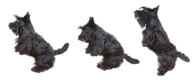 Scottish terrier clipart