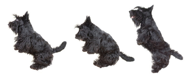 Scottish terrier