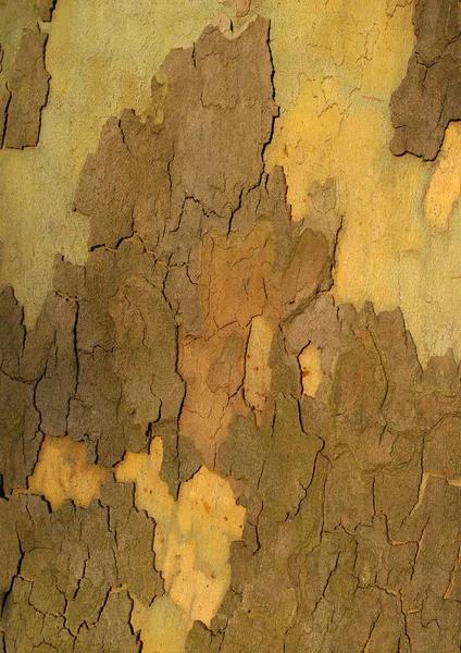 Platan platan bark — Stock Photo, Image