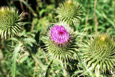 Thistle çiçek