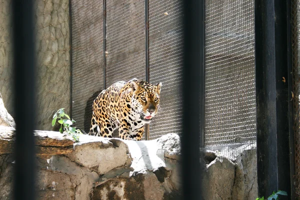 stock image Leopard