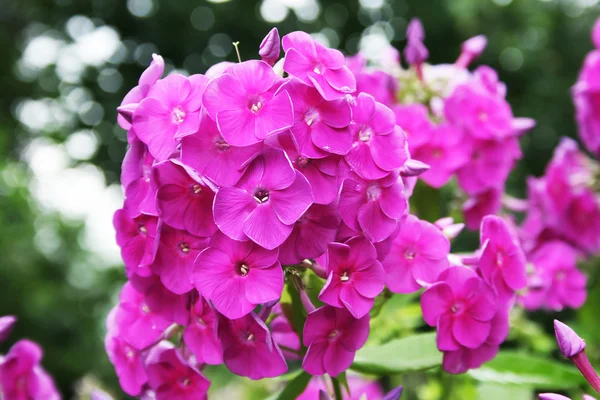 Rózsaszín phlox virág — Stock Fotó
