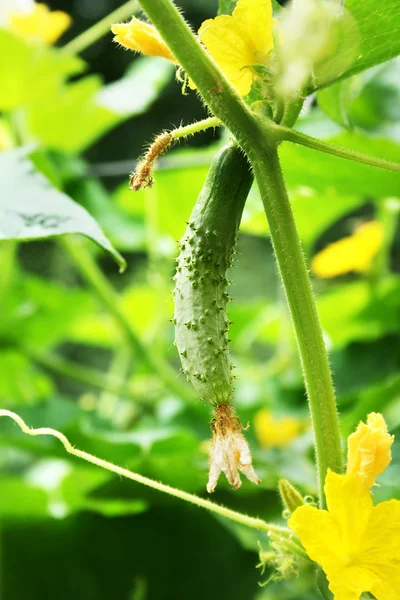 stock image Cucumber