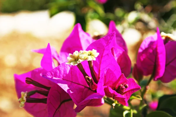 Bougainvillea çiçek — Stok fotoğraf