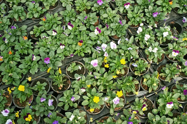 Virágok cserépben — Stock Fotó