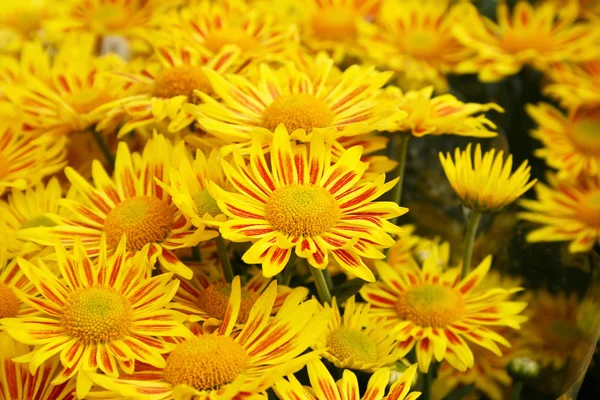 Yellow daisies — Stock Photo, Image