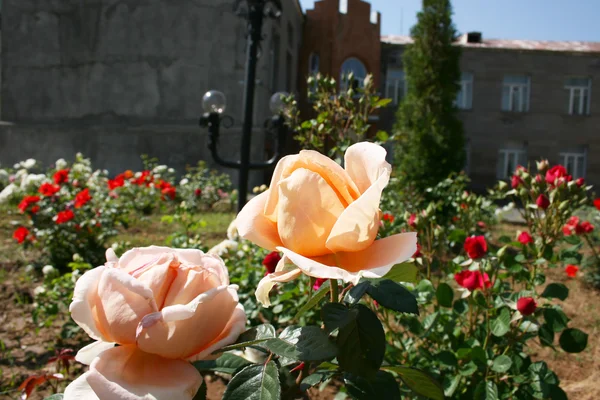 Троянди в саду — стокове фото