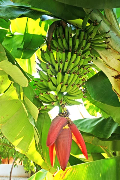 Drzewo bananowe — Zdjęcie stockowe