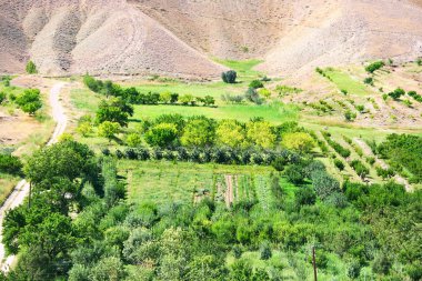 Ermenistan'da tarım