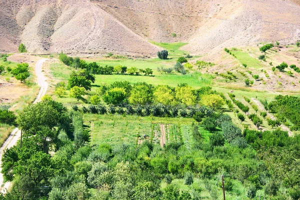 Landbouw in Armenië — Stockfoto