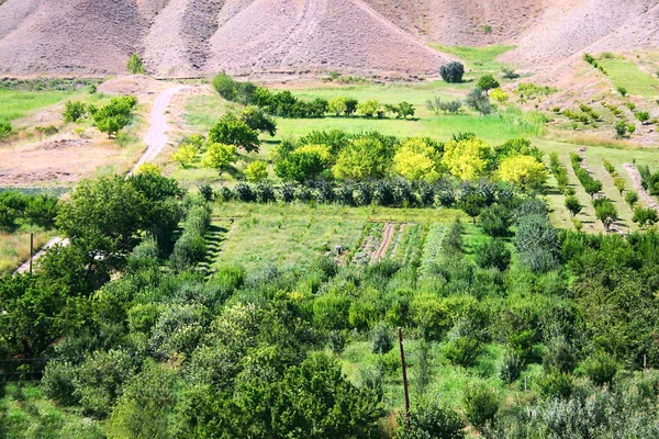 Ermenistan'da tarım — Stok fotoğraf