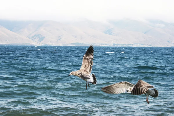 Danau Sevan — Stok Foto