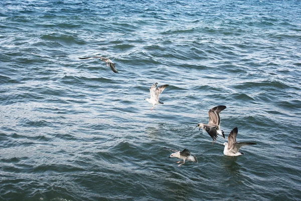 Burung camar di danau Sevan — Stok Foto