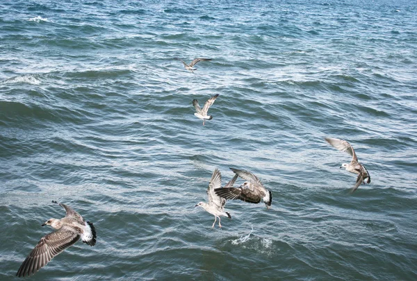 Чайки на озере Севан — стоковое фото