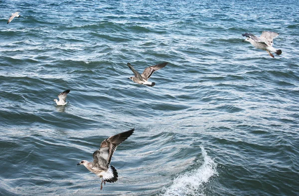 Чайки на озере Севан — стоковое фото