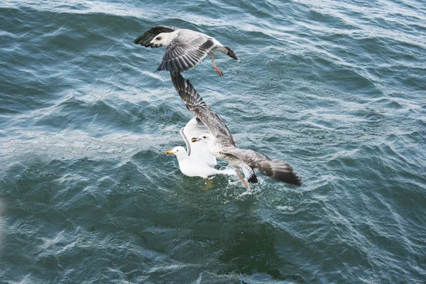 塞万湖上的海鸥 — 图库照片