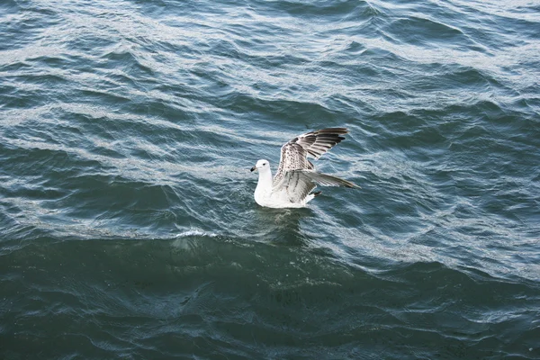 Burung camar di danau Sevan — Stok Foto