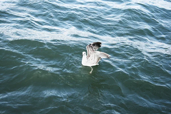 Чайка на озере Севан — стоковое фото