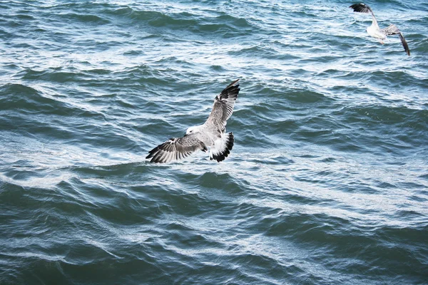 塞万湖上的海鸥 — 图库照片