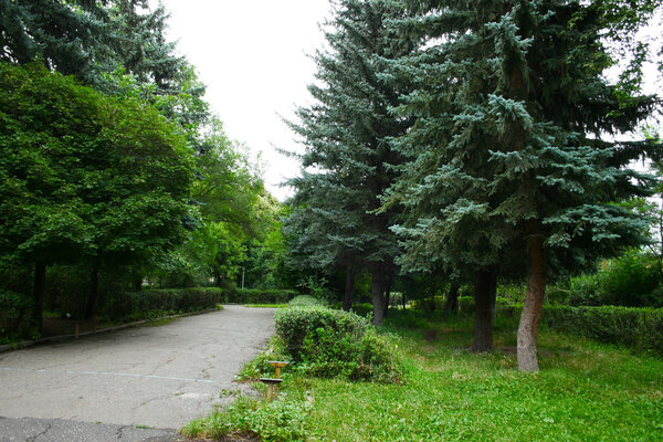 Path in the landscaped park.