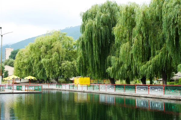 Willow trees at the lake — Stock Photo, Image