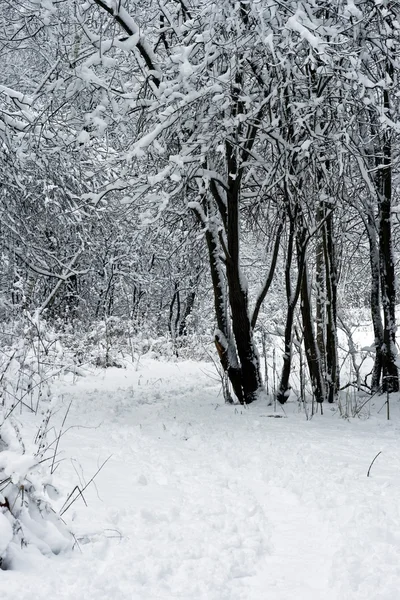 Nieve blanca —  Fotos de Stock