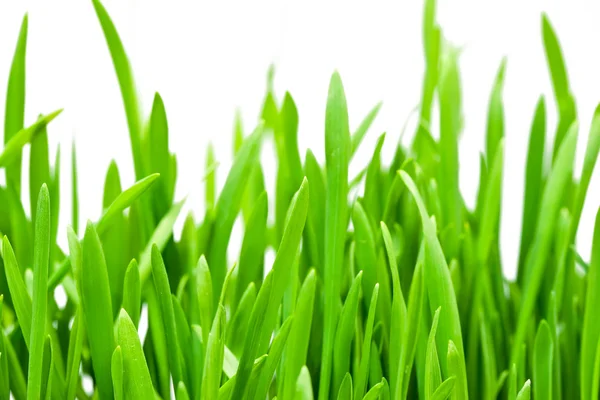 Våren gräs på nära håll — Stockfoto