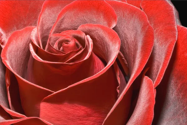 Prächtige rote Rose — Stockfoto