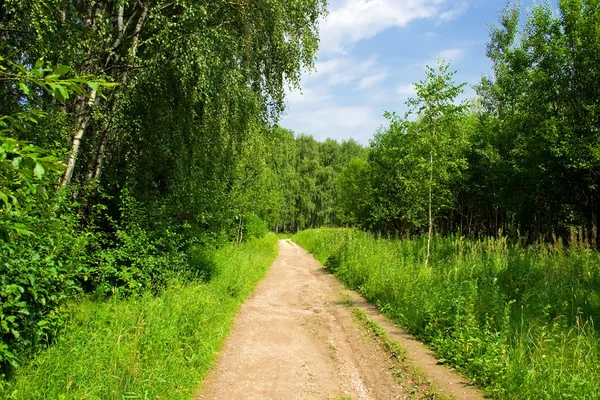 De weg in het bos — Stockfoto