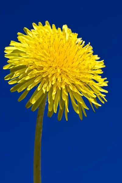 stock image Dandelion